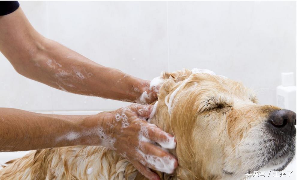 家里狗毛太多怎么办,家里的狗毛处理小妙招