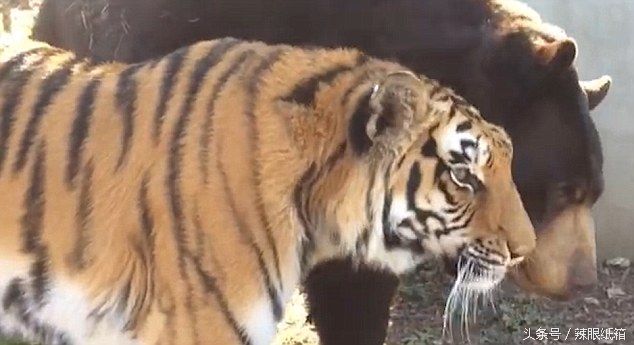 虎跟熊战斗力排名,熊的战斗力和虎的战斗力对比