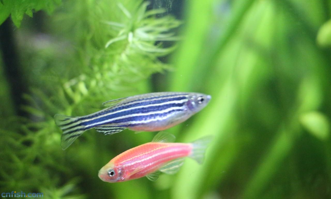 蓝色的小金鱼如何养殖,斑马鱼的养殖方法和技巧大全