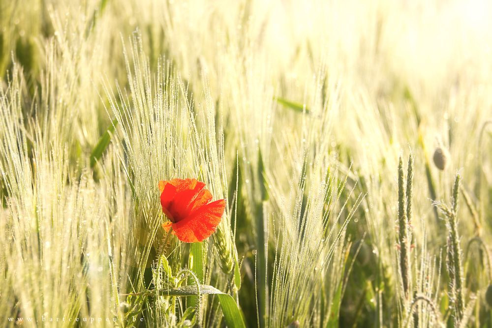 淘宝ka商家政策,淘宝营销活动多个sku怎么报名