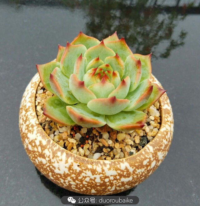 灰姑娘变公主！吉娃娃，一棵高傲的大！普！货！