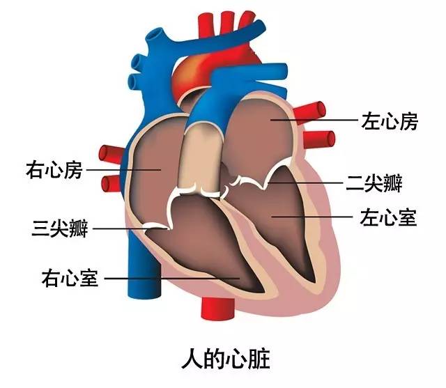 心脏二尖瓣出问题是怎么回事,心脏二尖瓣修复后应注意什么