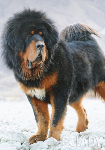 王者藏獒,藏獒的品种介绍