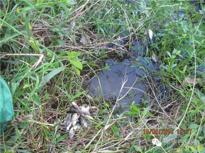 徐州铜山区野钓最新地点,小记野河钓鱼