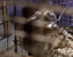 猫屎咖啡真相大揭秘,猫屎咖啡的真实生活