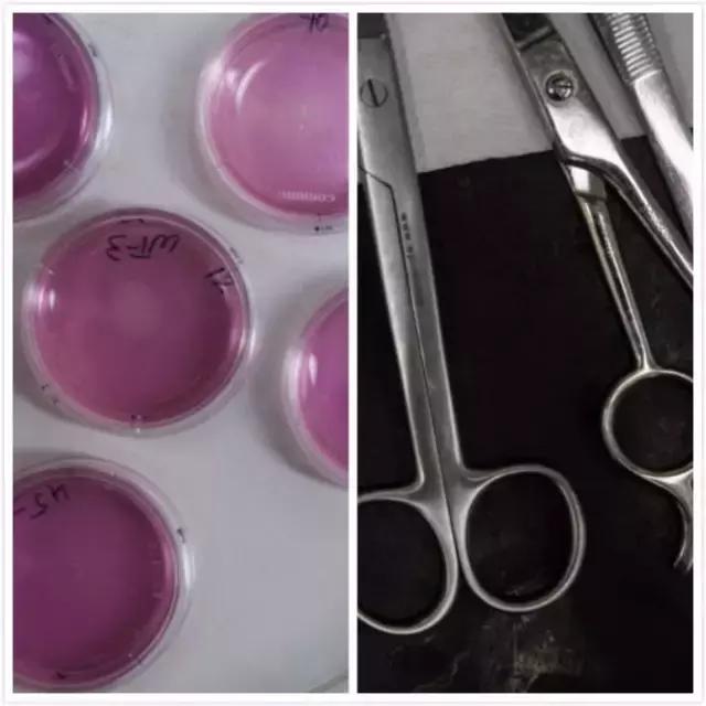 华裔光纤之父简介,华裔科学家被誉为光纤之父