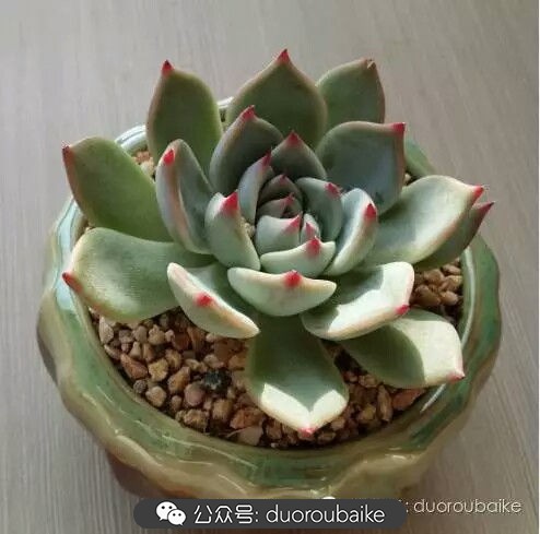 灰姑娘变公主！吉娃娃，一棵高傲的大！普！货！