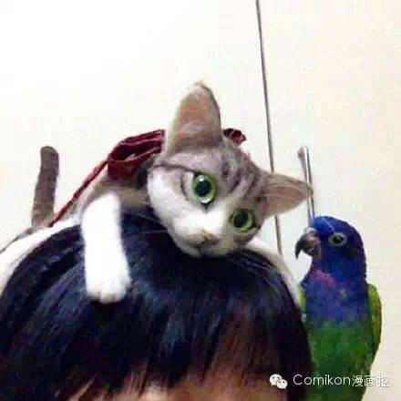 可爱猫咪戴着发箍,可爱的猫咪发箍