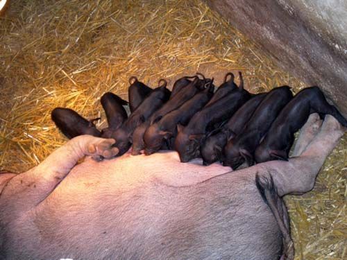 母猪什么药能化胎,母猪滑胎最有效的治疗方法