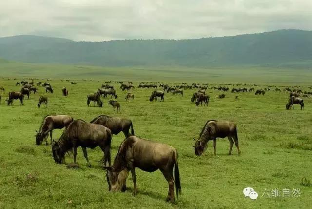 东非动物大迁徙纪实,东非野生动物为什么进行大迁徙