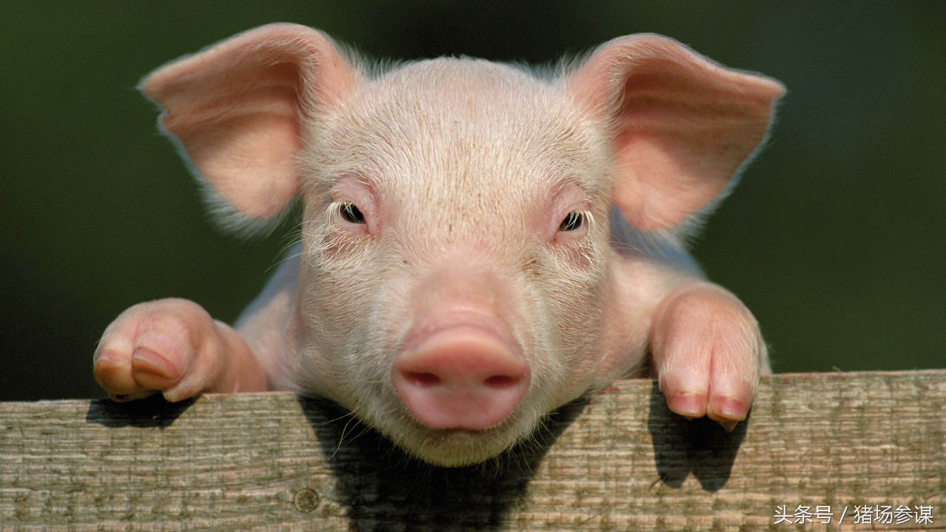 养猪人养猪一定要规避这5件事情,养猪用的消毒剂对身体多大伤害