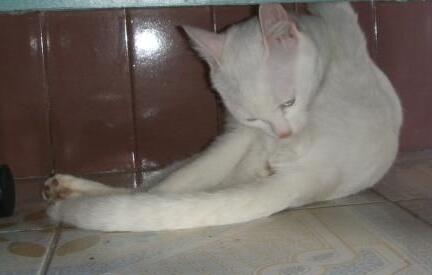 棉签解决猫咪发情，我国人民果然智慧~