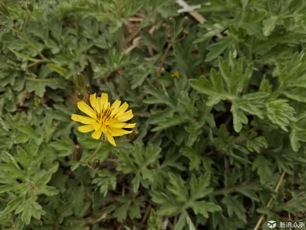 一代最经典的oppor9手机,充电快的oppo手机推荐