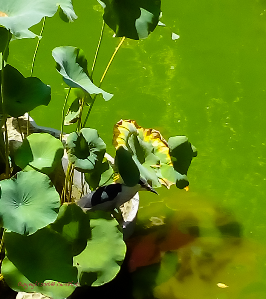 599元的荣耀畅玩5，你会买吗？