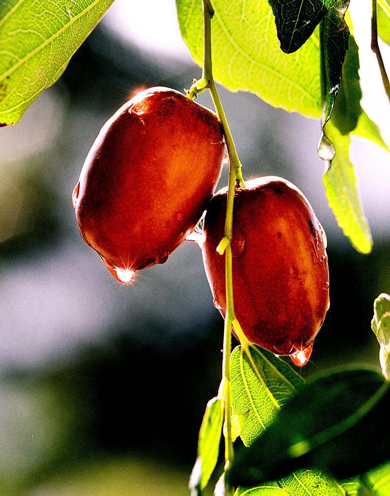 新郑大枣的发展历史,新郑大枣发展历史