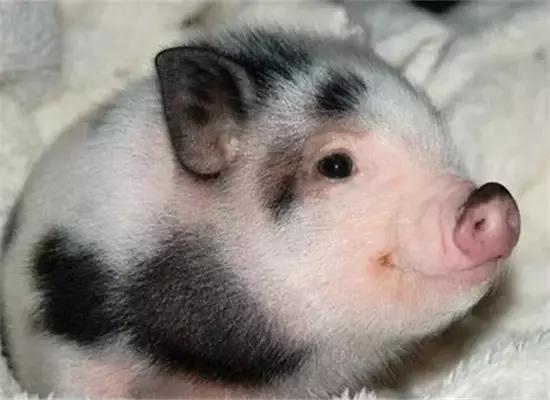 泰国100元人民币能买什么,在泰国100人民币能买到什么