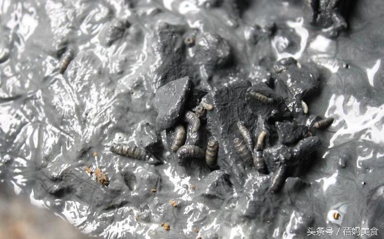 农村制作臭豆腐长出蛆虫了,臭豆腐为什么会长蛆虫
