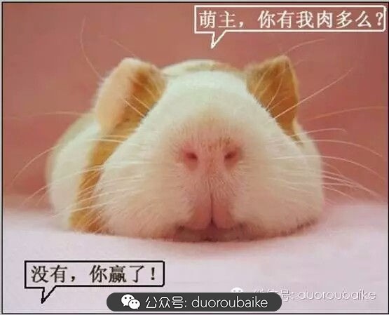 灰姑娘变公主！吉娃娃，一棵高傲的大！普！货！