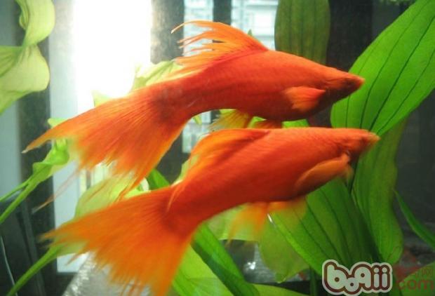 剑尾鱼哪个品种最好养,凤尾热带鱼养殖技术大全