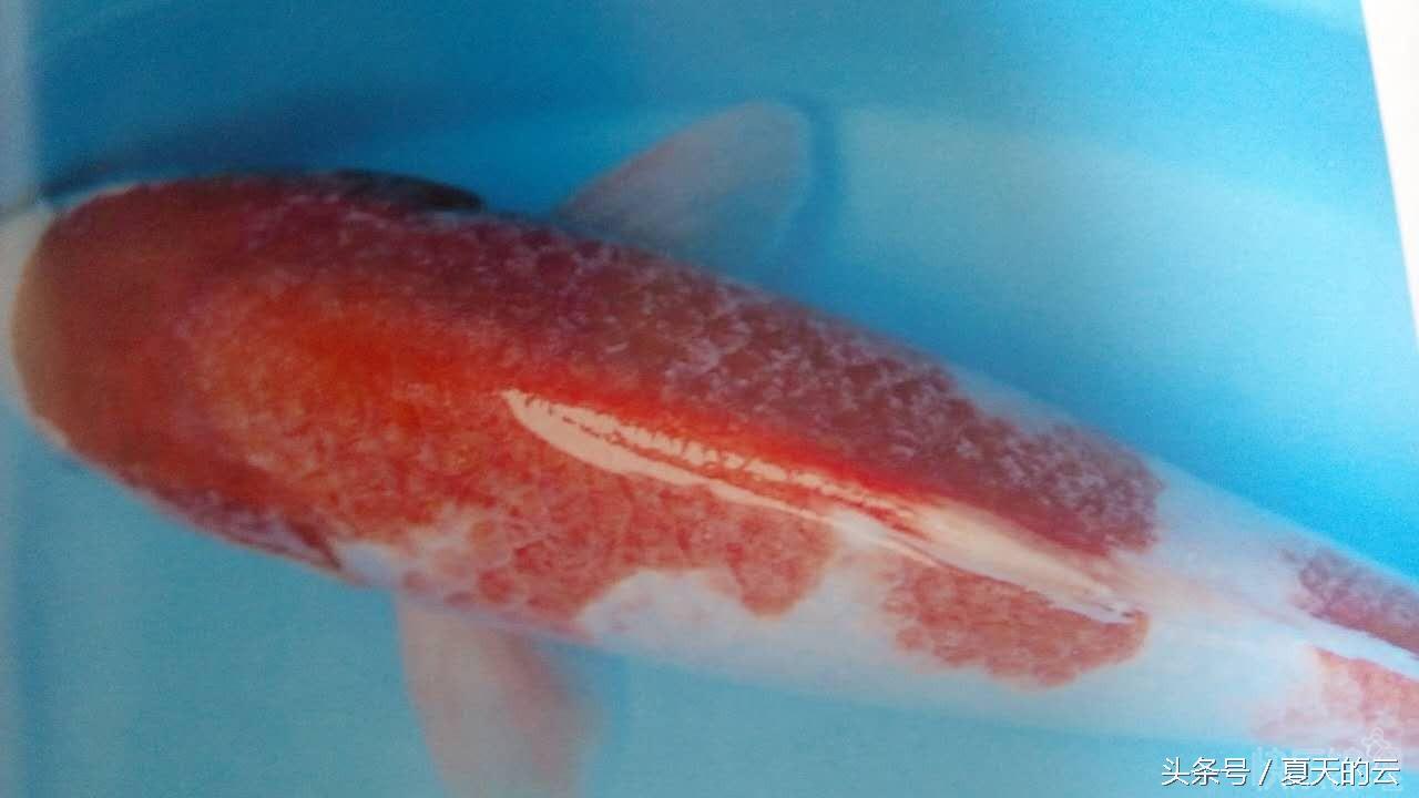 锦鲤白点病有治疗方法吗,锦鲤白点病如何治疗养鱼老道