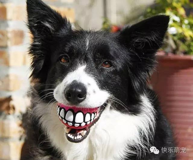 狗狗牙齿发黄怎么去除,狗狗牙齿黄怎么办