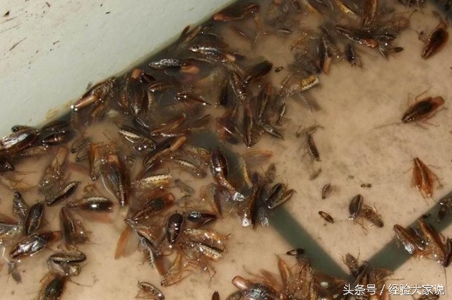 有蟑螂怎么办灭蟑螂最有效的方法,家里有蟑螂怎么消灭小窍门