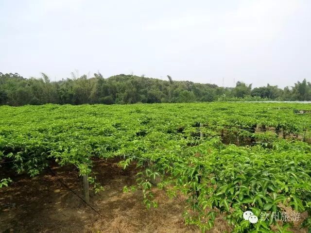 钦州周末出游攻略,钦州乡村旅游攻略