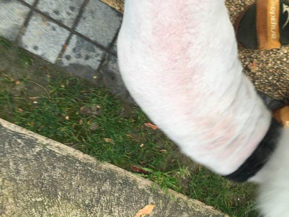 路边捡到一只萨摩耶,捡到萨摩耶有狗癣