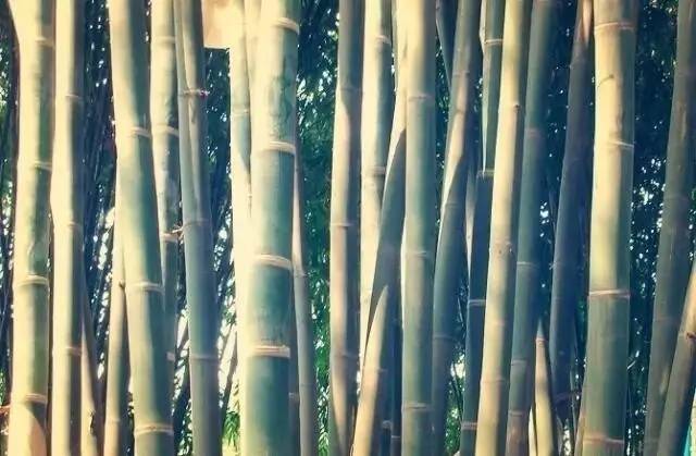 马云称:这是中国独有智慧,比任何材质更具风韵气质-竹,风