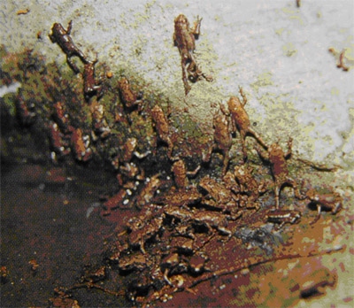 养了一群小蝌蚪最后变成了癞蛤蟆,养一只小宠物当做蝌蚪会怎么样