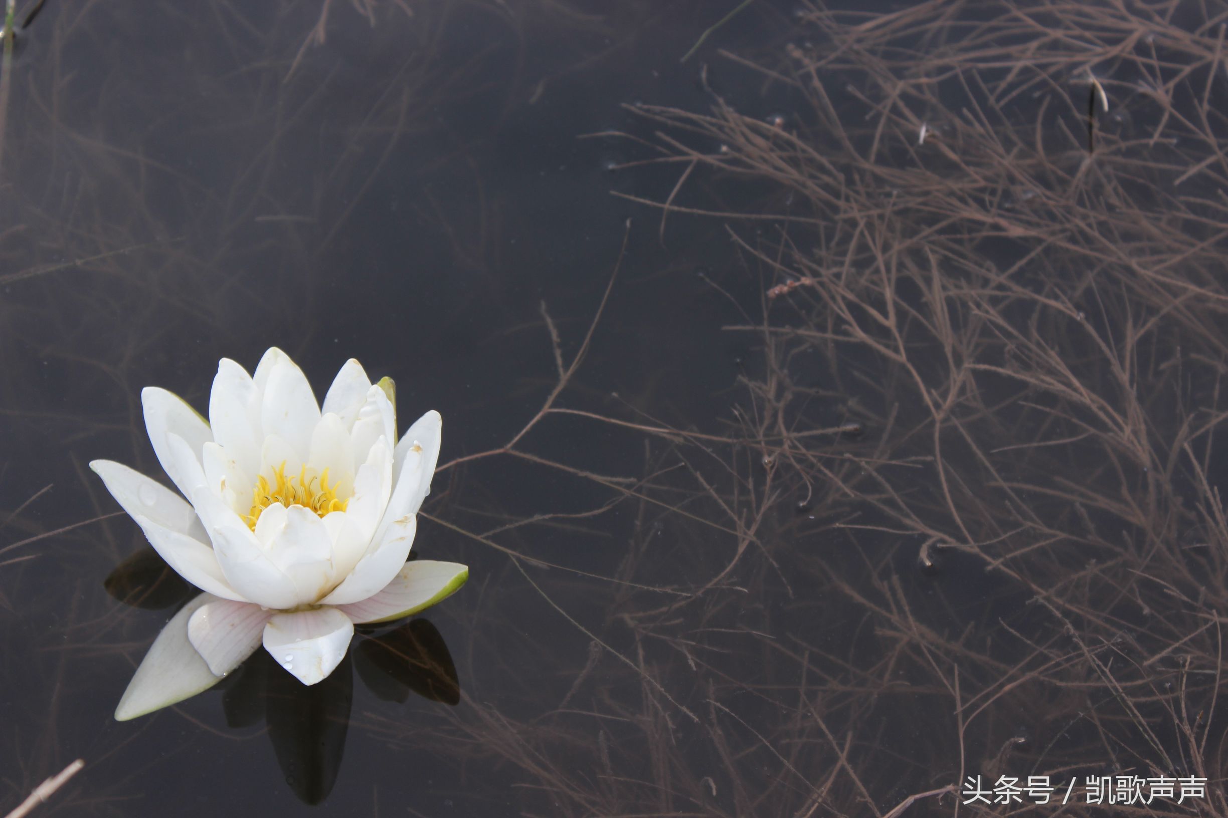 四川的葬礼的风俗,四川丧葬风俗仪式