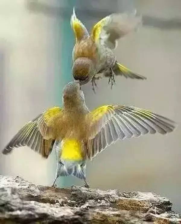 高级合照双人手势,男女拥抱接吻写真高级感照片