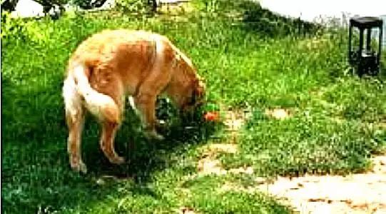 焦虫病死亡周期,焦虫病早期