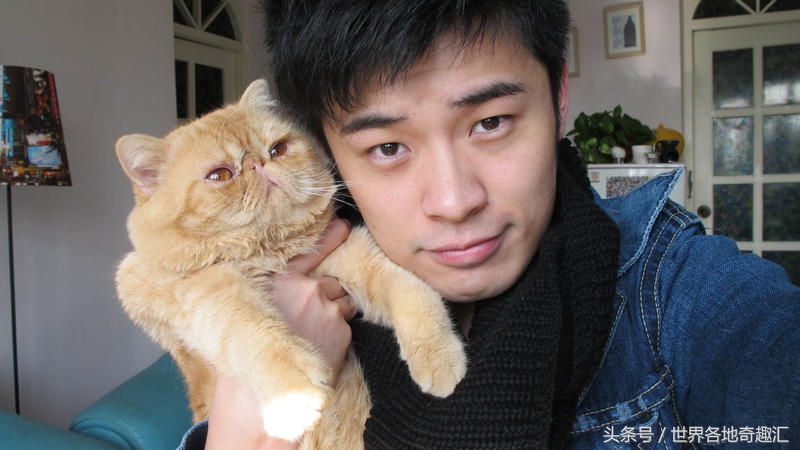 陈赫抱猫咪是什么猫,陈赫养了多少只猫