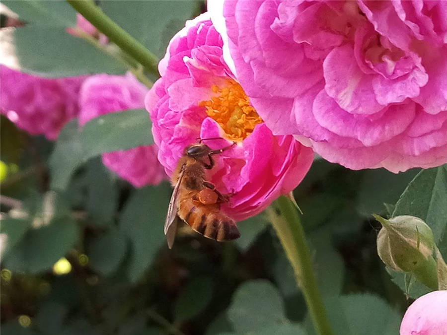 魅蓝明年旗舰,魅蓝系列排行