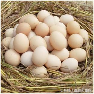 如何判断鸡蛋是公鸡蛋还是母鸡蛋,怎样挑鸡蛋的好坏