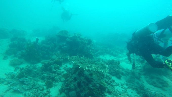 菲律宾潜水游记 (回忆菲律宾潜水的时光)