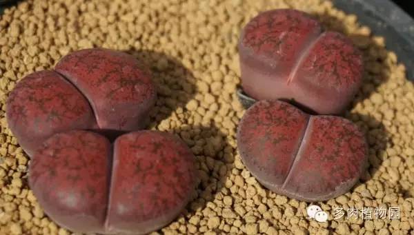 边走边看日本番杏之王DTさん多肉大棚