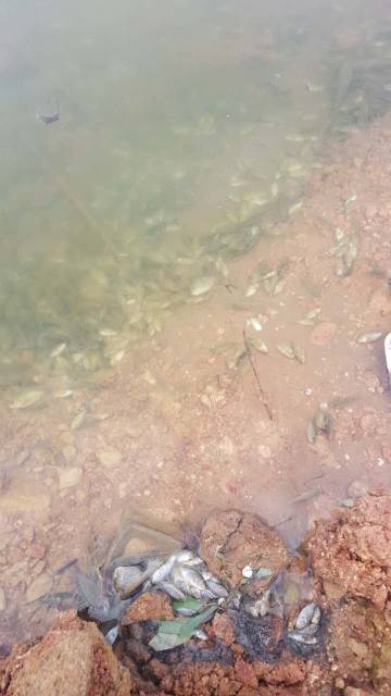 罗非鱼过冬防寒措施,罗非鱼苗抗寒