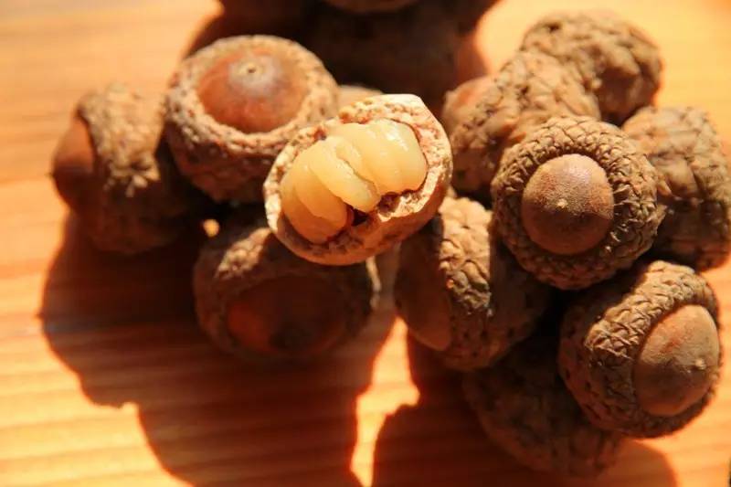 涨见识了!有人兜售“使君子”、“金龟子”,说能包治百病,你信了吗?