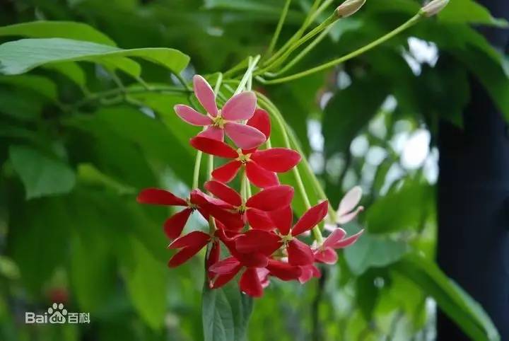 涨见识了!有人兜售“使君子”、“金龟子”,说能包治百病,你信了吗?