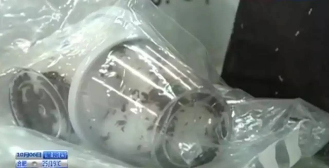 我嘞个去！这是啥嗜好？！一人“海淘”数千只害虫被截获（胆小勿进！密恐勿进！）