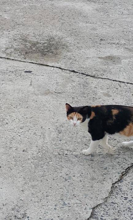 李易峰杨颖拿的什么奖,百花奖angelababy李易峰