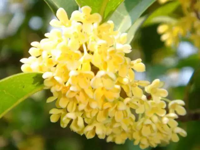 最佳赏桂花地点手绘地图,桂花赏花地图