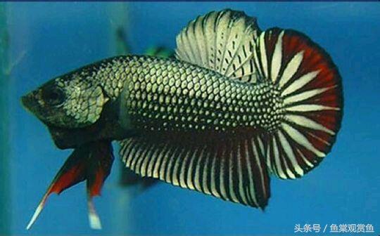 泰国斗鱼怎么样养好,泰国斗鱼有多吸引人