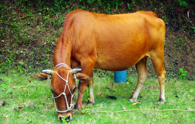 大黄牛的处理方法,农村大黄牛吃草