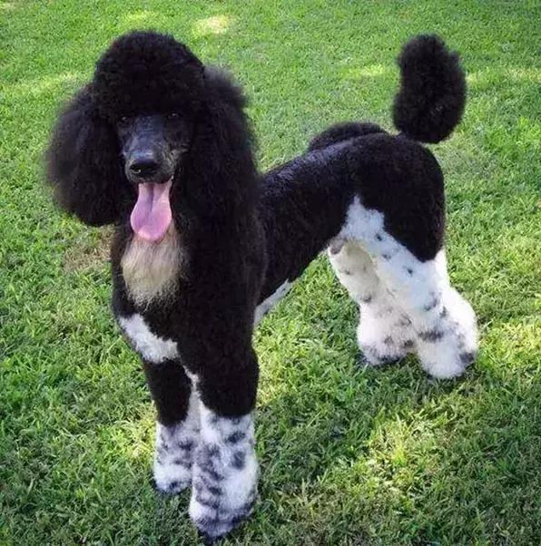 如何选择贵宾犬,贵宾狗怎么挑选