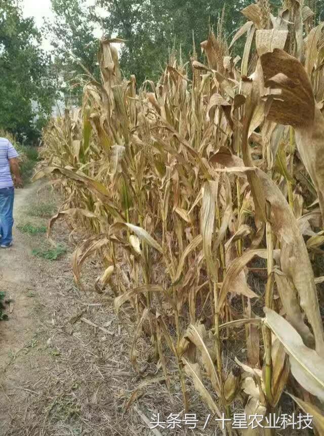 韩俊强吉林,韩俊强讲玉米种子