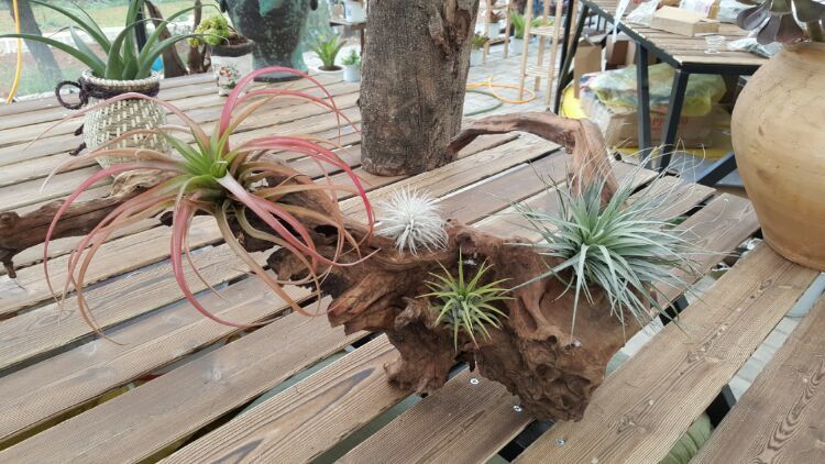 向阳的玻璃花房,玻璃花房设计建造