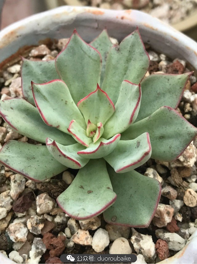 温差大多肉怎么会上色,温差大多肉才能出锦吗